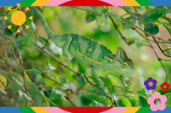 Ein grünes Chamäleon sitzt in grünem Blattwerk